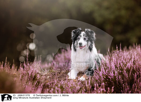 liegender Miniature Australian Shepherd / lying Miniature Australian Shepherd / JAM-01378