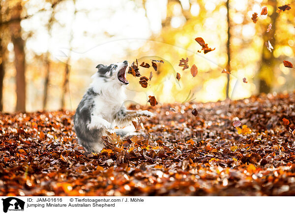 jumping Miniature Australian Shepherd / JAM-01616