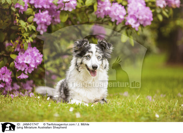 lying Miniature Australian Shepherd / JAM-01747
