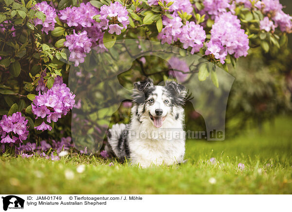 lying Miniature Australian Shepherd / JAM-01749