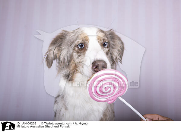 Miniature Australian Shepherd Portrait / AH-04202