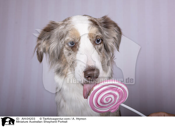 Miniature Australian Shepherd Portrait / AH-04203