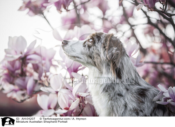 Miniature Australian Shepherd Portrait / AH-04207
