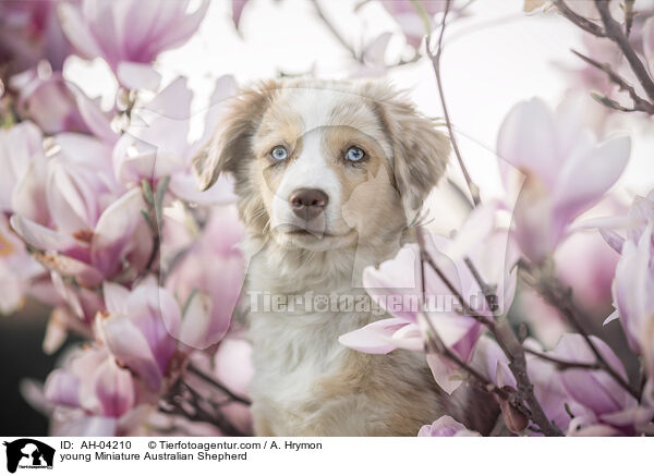 young Miniature Australian Shepherd / AH-04210