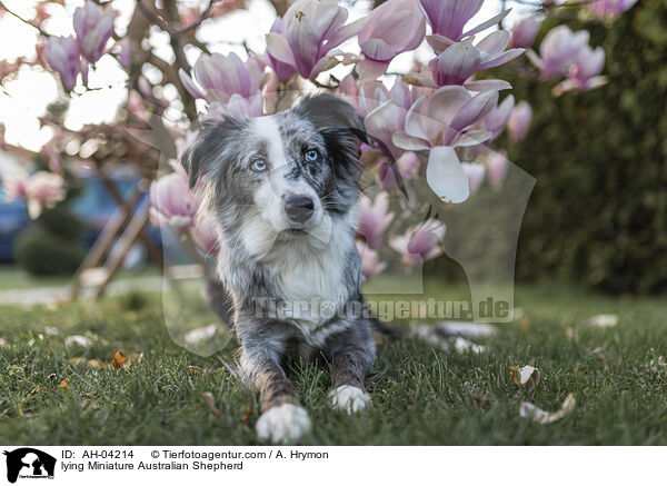 lying Miniature Australian Shepherd / AH-04214