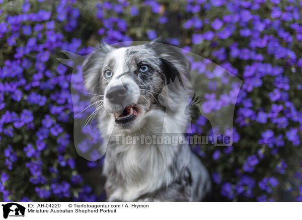 Miniature Australian Shepherd Portrait / AH-04220