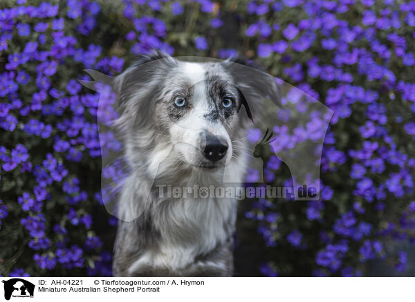 Miniature Australian Shepherd Portrait / AH-04221