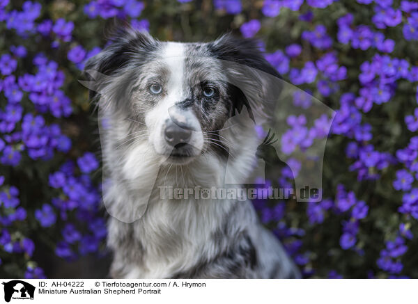 Miniature Australian Shepherd Portrait / AH-04222