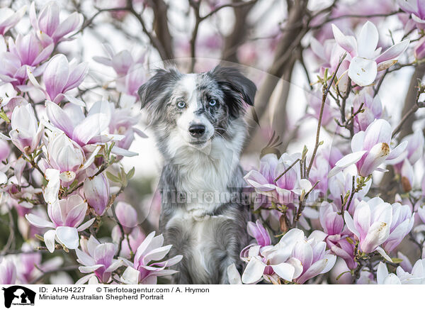 Miniature Australian Shepherd Portrait / AH-04227