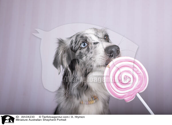 Miniature Australian Shepherd Portrait / AH-04230