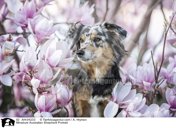 Miniature Australian Shepherd Portrait / AH-04233