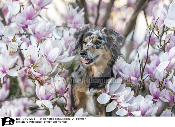 Miniature Australian Shepherd Portrait / AH-04234