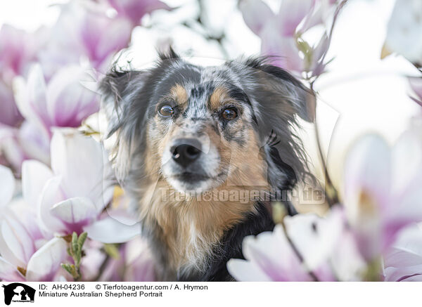 Miniature Australian Shepherd Portrait / AH-04236