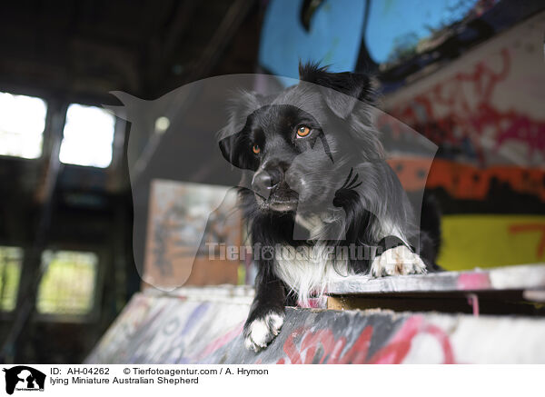 lying Miniature Australian Shepherd / AH-04262