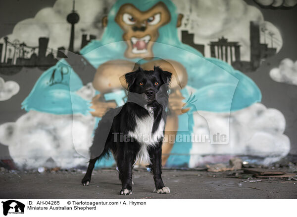 Miniature Australian Shepherd / Miniature Australian Shepherd / AH-04265