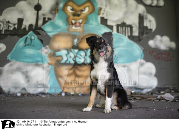 sitting Miniature Australian Shepherd / AH-04271