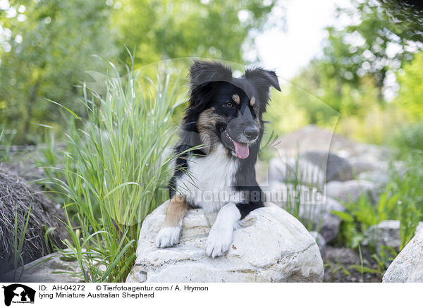 liegender Miniature Australian Shepherd / lying Miniature Australian Shepherd / AH-04272
