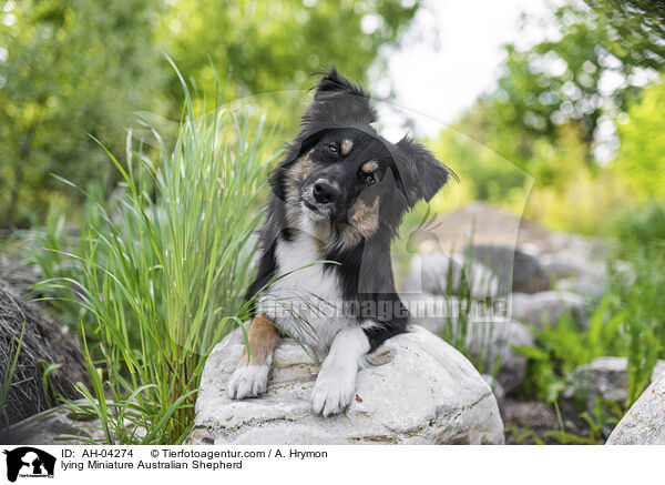 liegender Miniature Australian Shepherd / lying Miniature Australian Shepherd / AH-04274