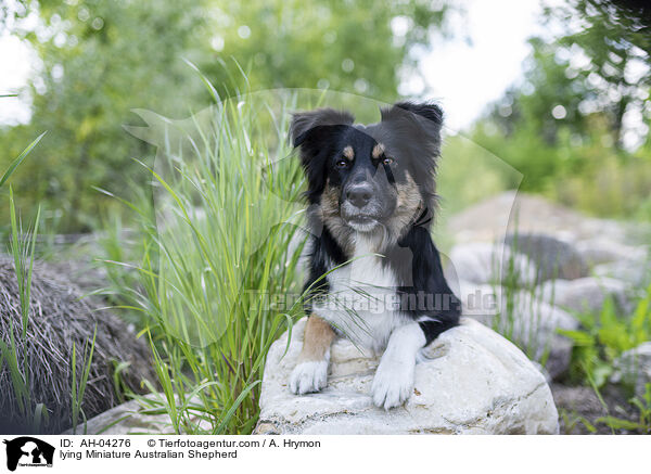 liegender Miniature Australian Shepherd / lying Miniature Australian Shepherd / AH-04276