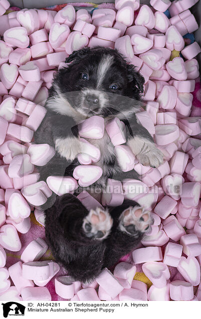 Miniature Australian Shepherd Puppy / AH-04281