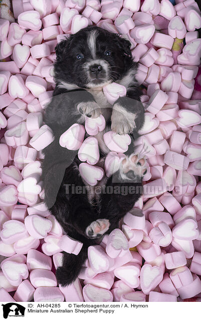 Miniature Australian Shepherd Puppy / AH-04285