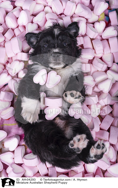 Miniature Australian Shepherd Puppy / AH-04293