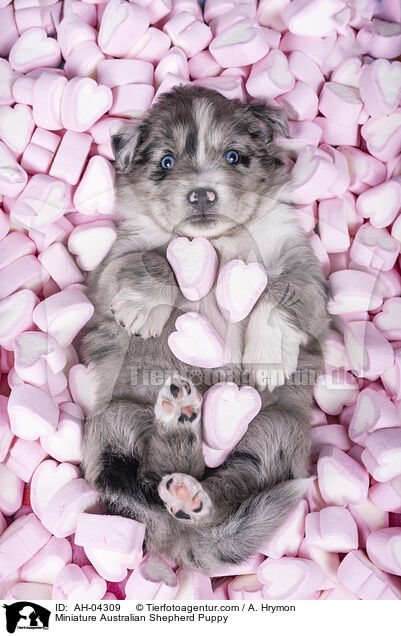 Miniature Australian Shepherd Puppy / AH-04309