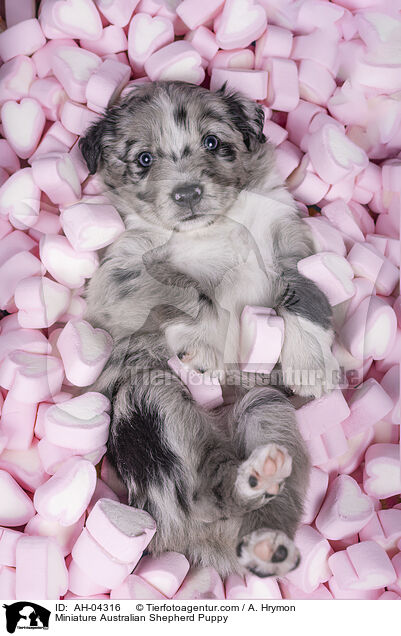 Miniature Australian Shepherd Puppy / AH-04316