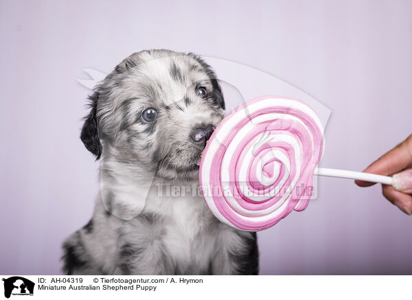 Miniature Australian Shepherd Puppy / AH-04319