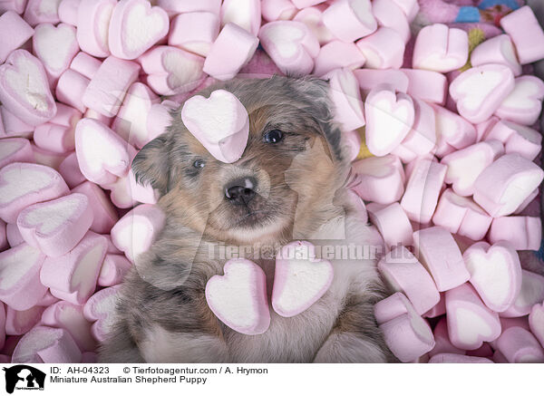 Miniature Australian Shepherd Puppy / AH-04323