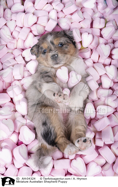 Miniature Australian Shepherd Puppy / AH-04324