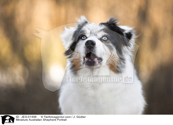Miniature Australian Shepherd Portrait / JEG-01498