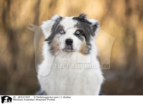 Miniature Australian Shepherd Portrait / JEG-01507