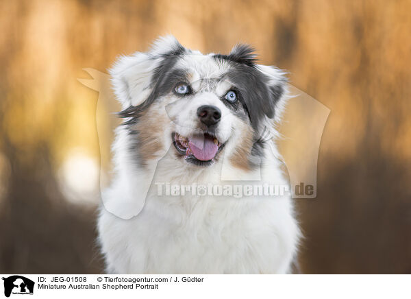Miniature Australian Shepherd Portrait / JEG-01508