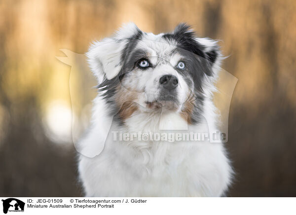 Miniature Australian Shepherd Portrait / JEG-01509