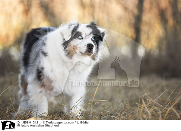 Miniature Australian Shepherd / JEG-01512