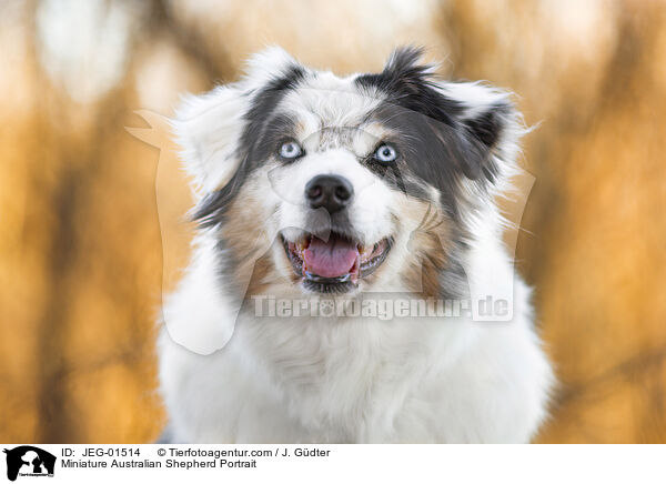 Miniature Australian Shepherd Portrait / JEG-01514