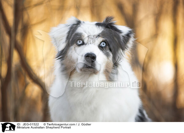 Miniature Australian Shepherd Portrait / JEG-01522