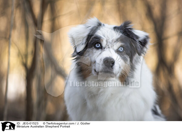Miniature Australian Shepherd Portrait / JEG-01523