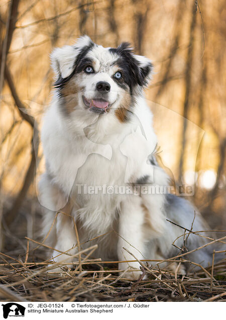 sitting Miniature Australian Shepherd / JEG-01524