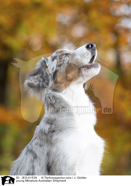 young Miniature Australian Shepherd / JEG-01538