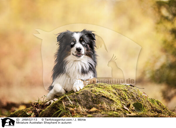 Miniature Australian Shepherd in autumn / JAM-02113