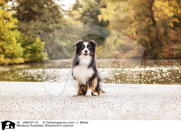 Miniature Australian Shepherd in autumn / JAM-02115