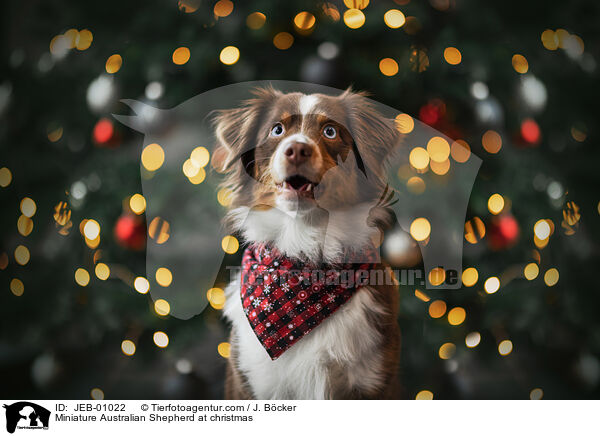 Miniature Australian Shepherd zu Weihnachten / Miniature Australian Shepherd at christmas / JEB-01022