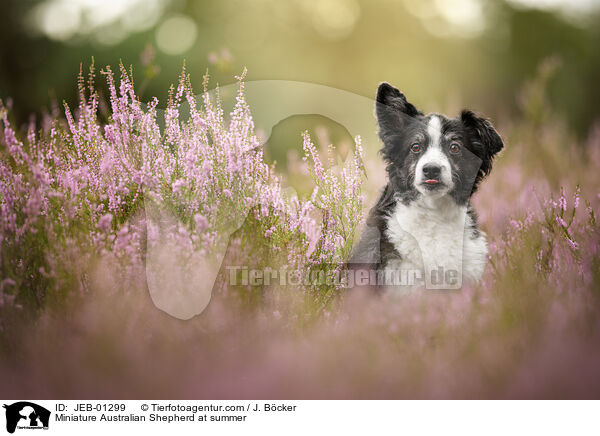 Miniature Australian Shepherd im Sommer / Miniature Australian Shepherd at summer / JEB-01299