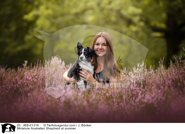 Miniature Australian Shepherd im Sommer / Miniature Australian Shepherd at summer / JEB-01316
