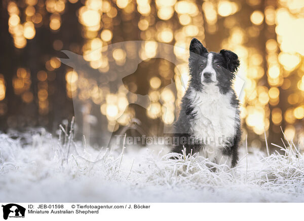 Miniature Australian Shepherd / Miniature Australian Shepherd / JEB-01598