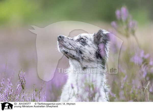 young Miniature Australian Shepherd / AH-04577