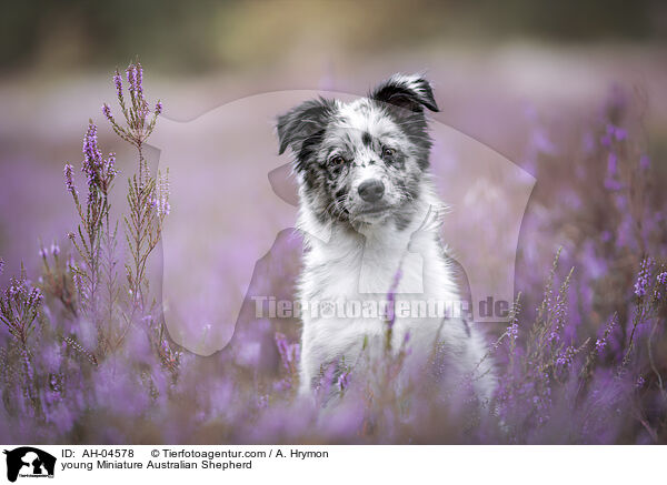 junger Miniature Australian Shepherd / young Miniature Australian Shepherd / AH-04578