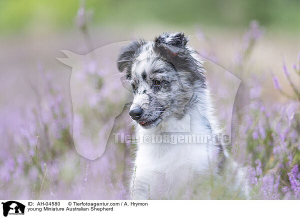 junger Miniature Australian Shepherd / young Miniature Australian Shepherd / AH-04580